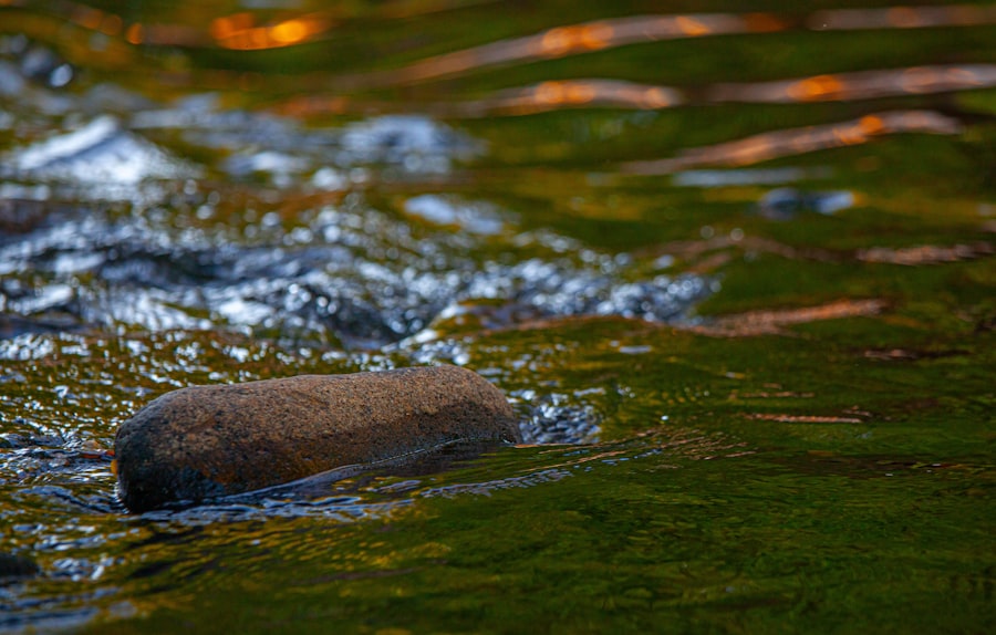 waterborne behavioral link