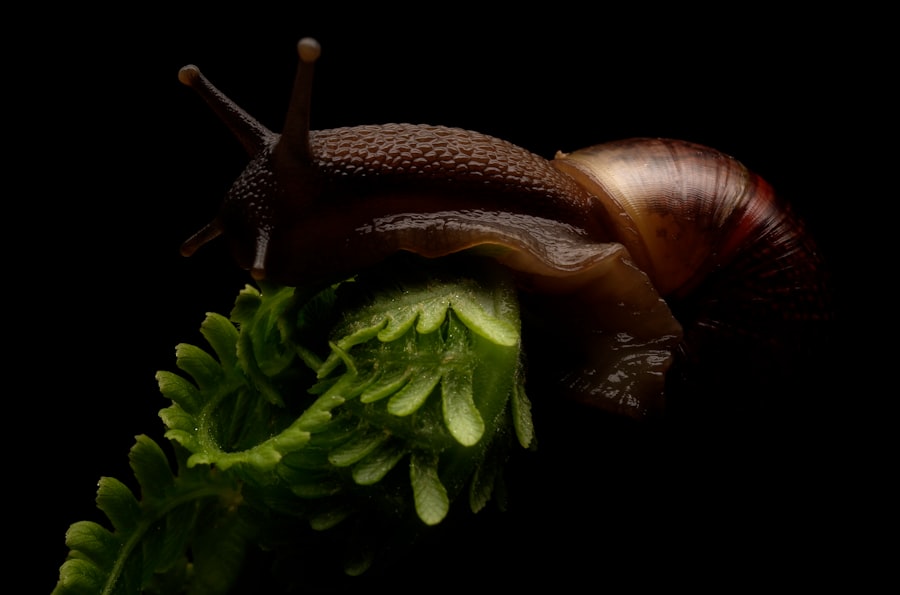 flatworm snail