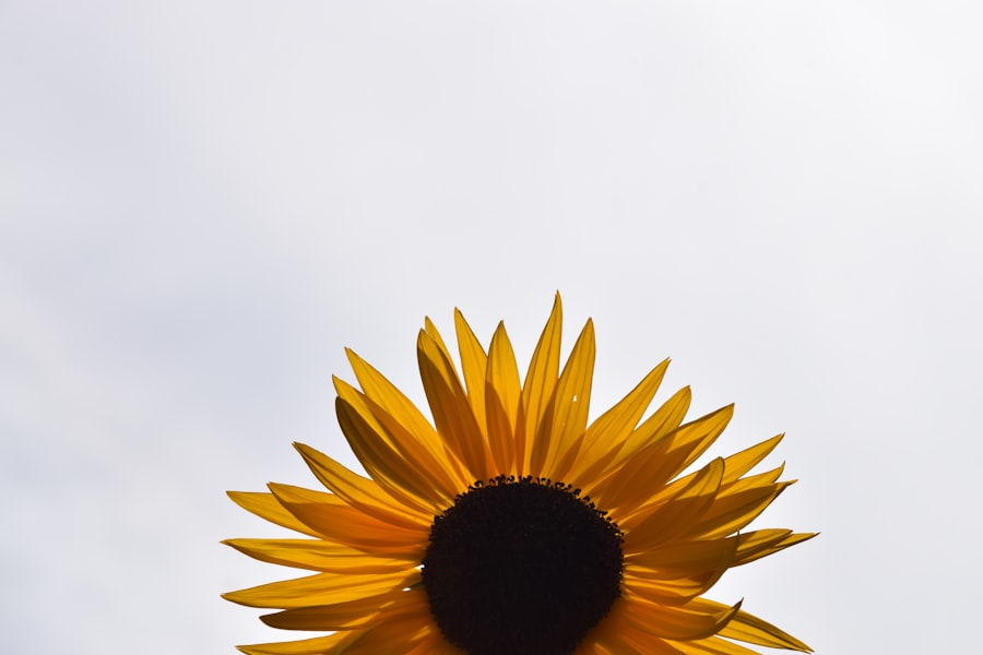 solar maximum 25 impact