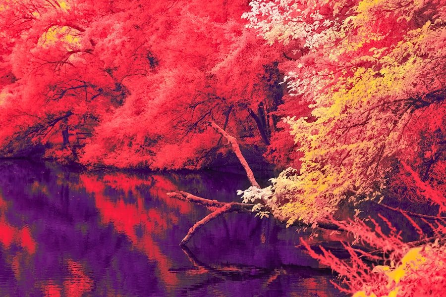 Photo dreaming in color