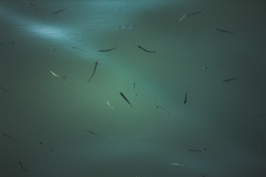 Photo deep sea threats