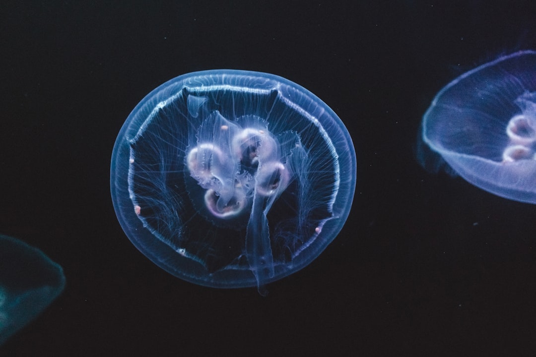 Photo ocean and brain connection