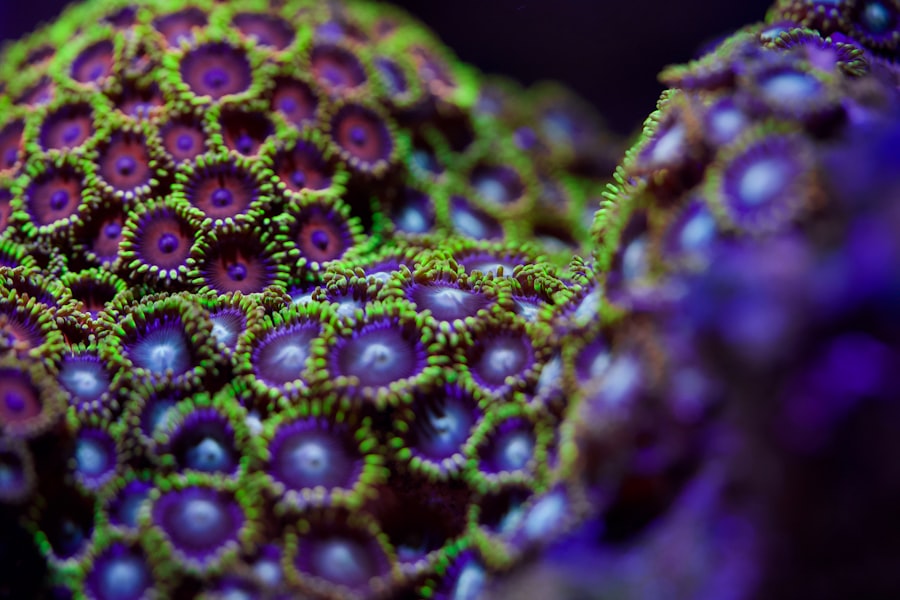 Photo marine viruses