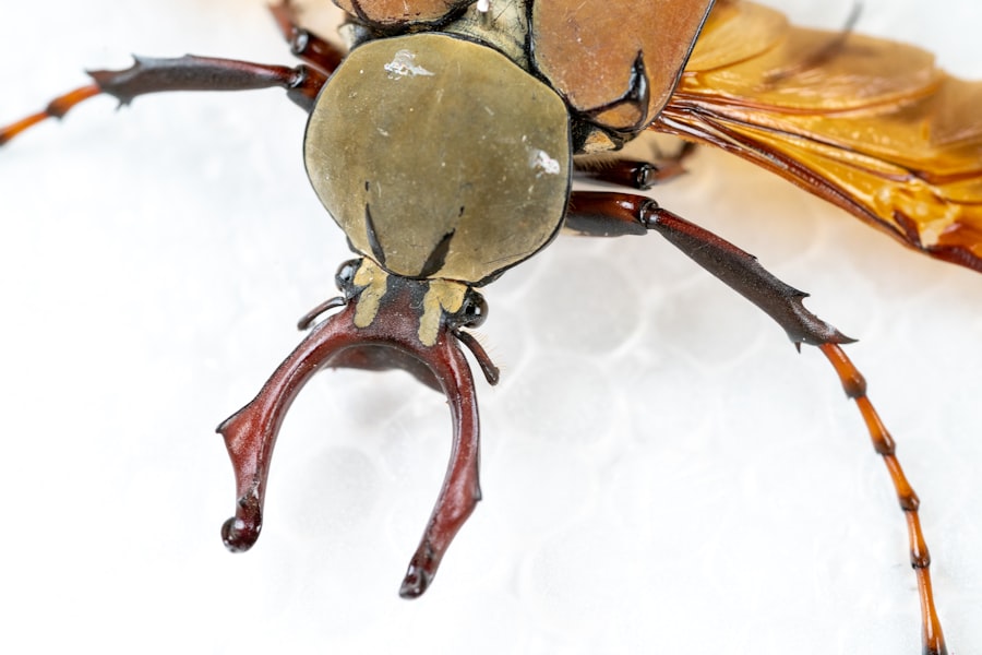 Photo ophiocordyceps