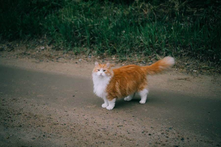 Photo cat poop drive faster