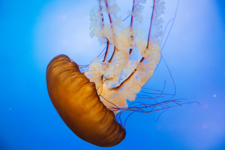 Photo marine parasites