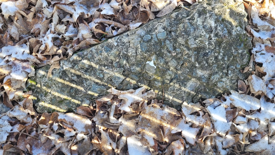 Photo Ancient plate remnants