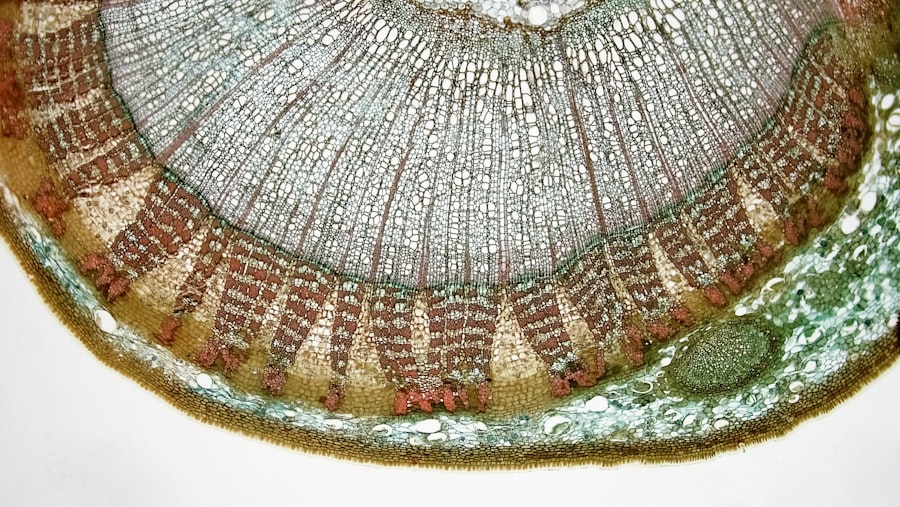 Photo Ancient plate remnants