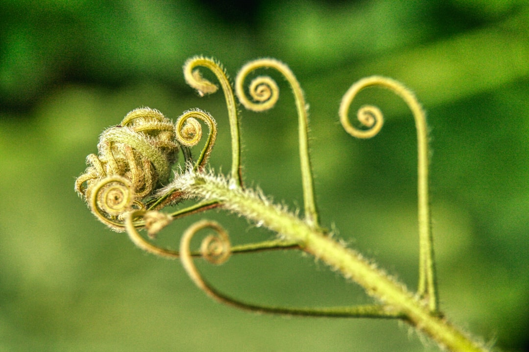 Photo plant memory anchors