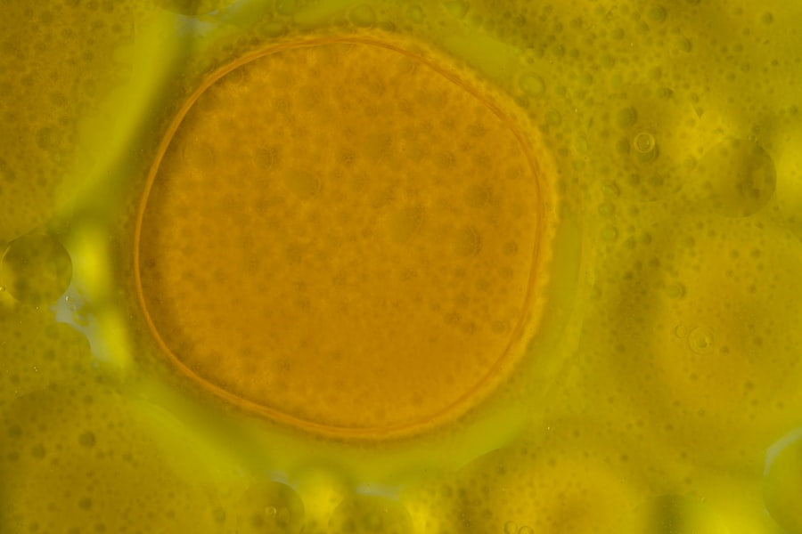 multicellular life development