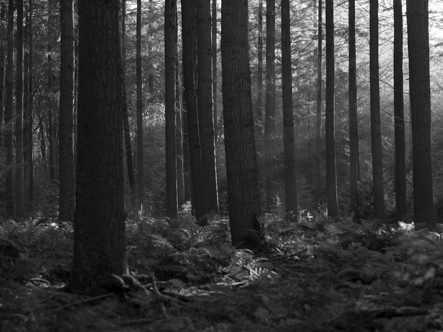 dark forest hypothesis