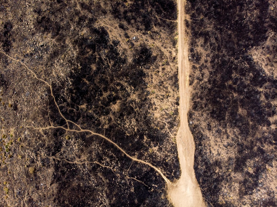 dorsal root ganglion pain signaling