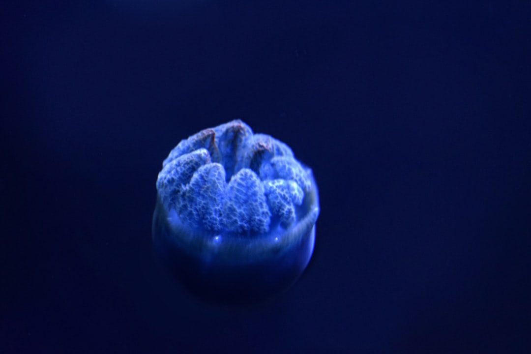 Photo multicellular life development