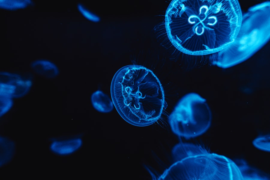 Photo multicellular life development