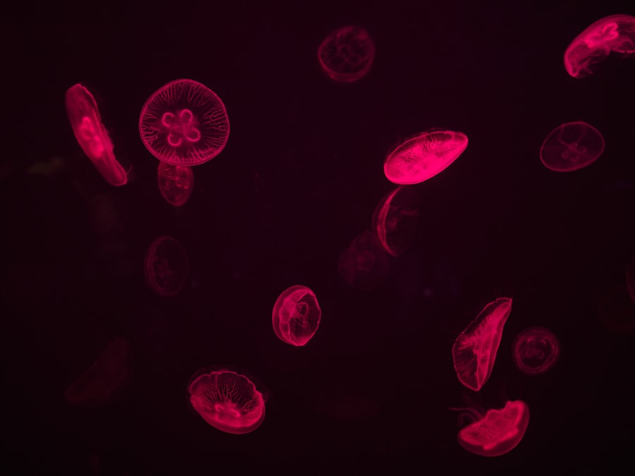 Photo multicellular life development