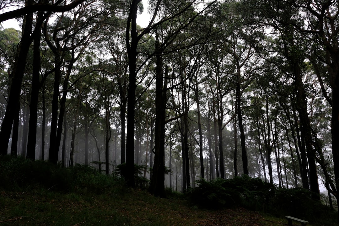 Photo dark forest hypothesis
