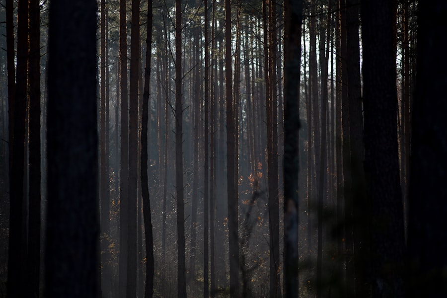 Photo dark forest hypothesis