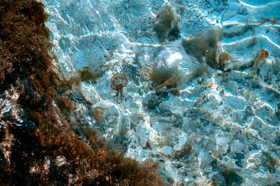 Photo extremophiles