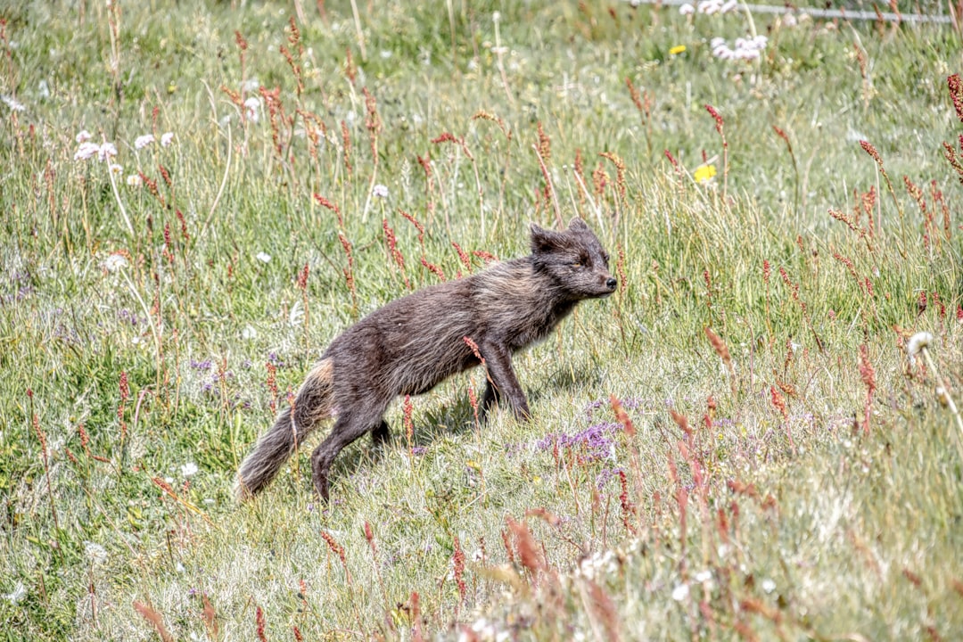 Photo consciousness field