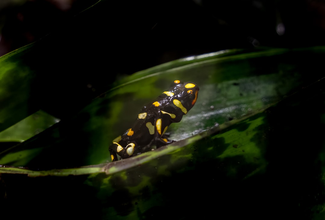 Photo toxic materials