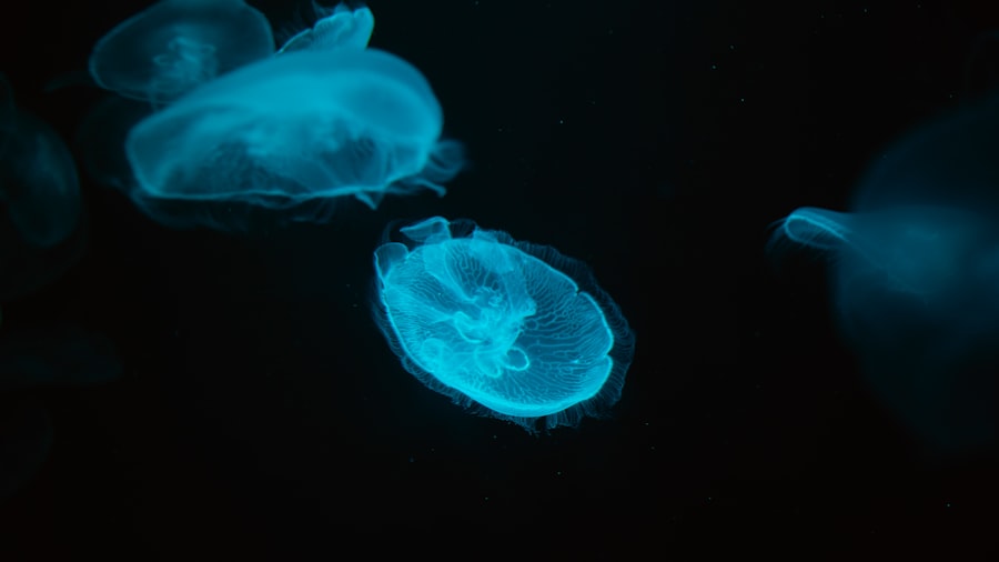 phytoplankton