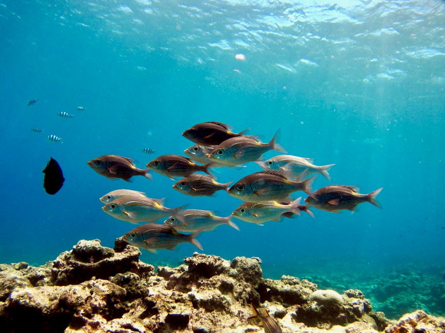 fish habitat compression oxygen