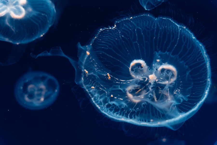 Photo phytoplankton
