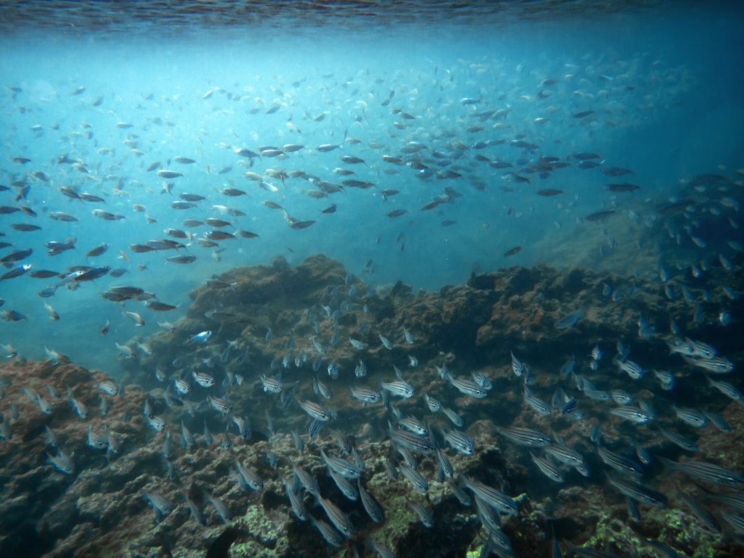 Photo fish habitat compression oxygen