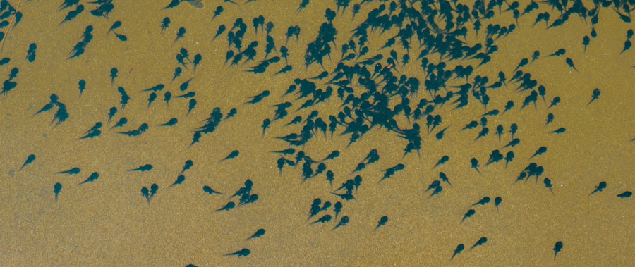 Photo substrate migration