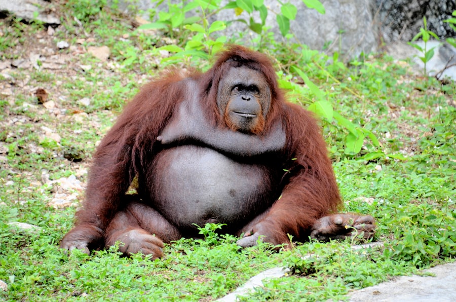 orangutan