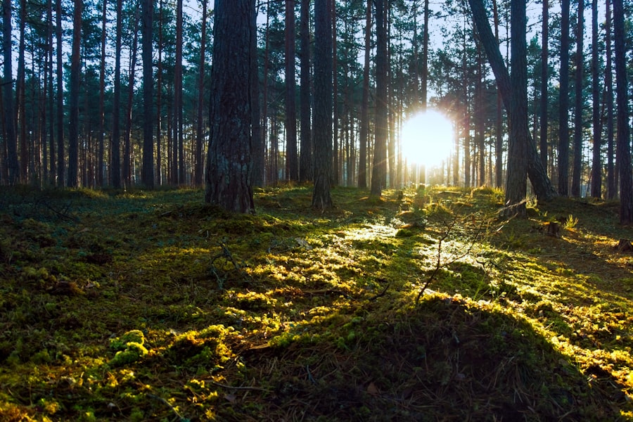 quiet sun