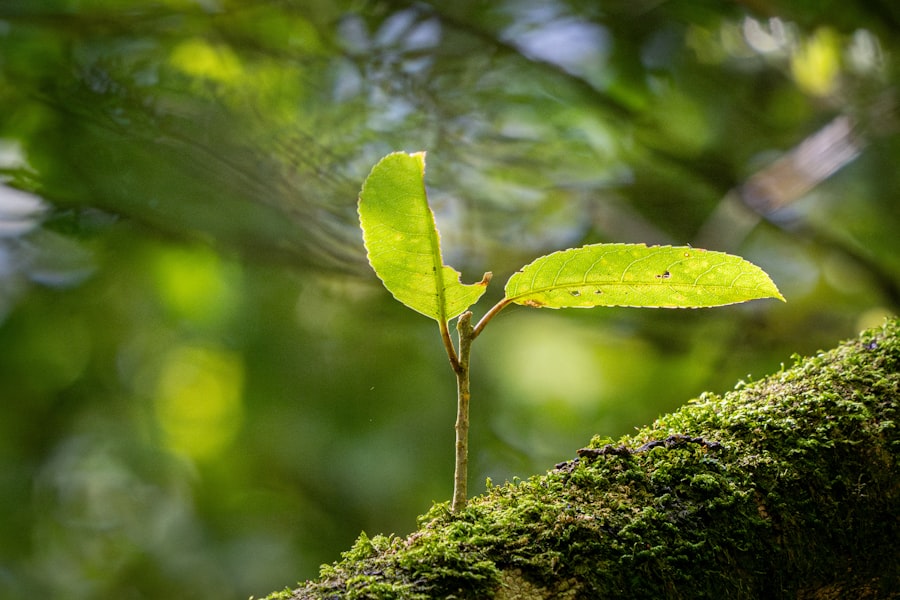 zealandia
