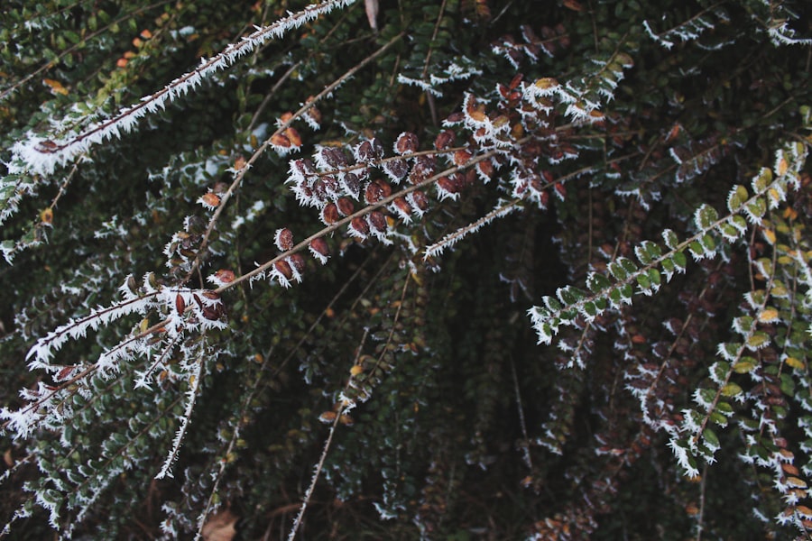winter freezes