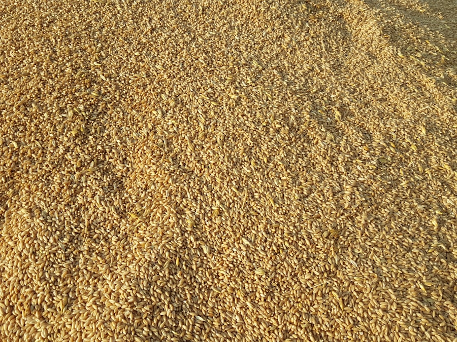 grain reserves