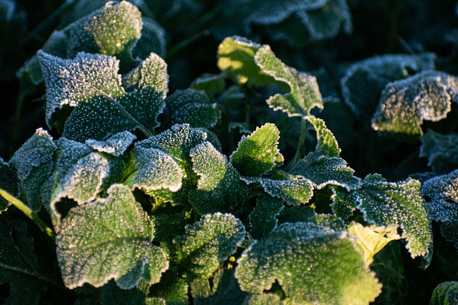 cold hardy crop varieties