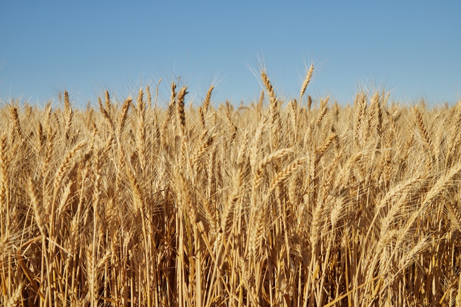 wheat harvest failures