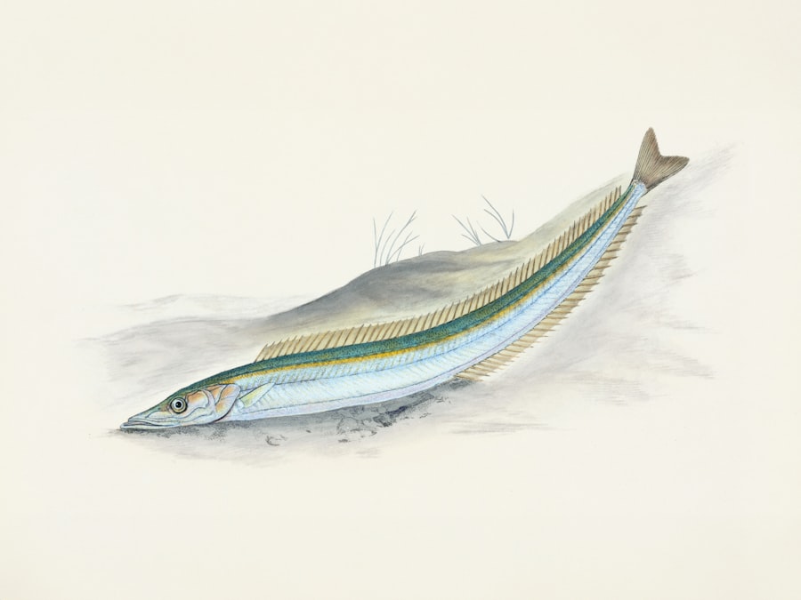 mackerel quota disputes