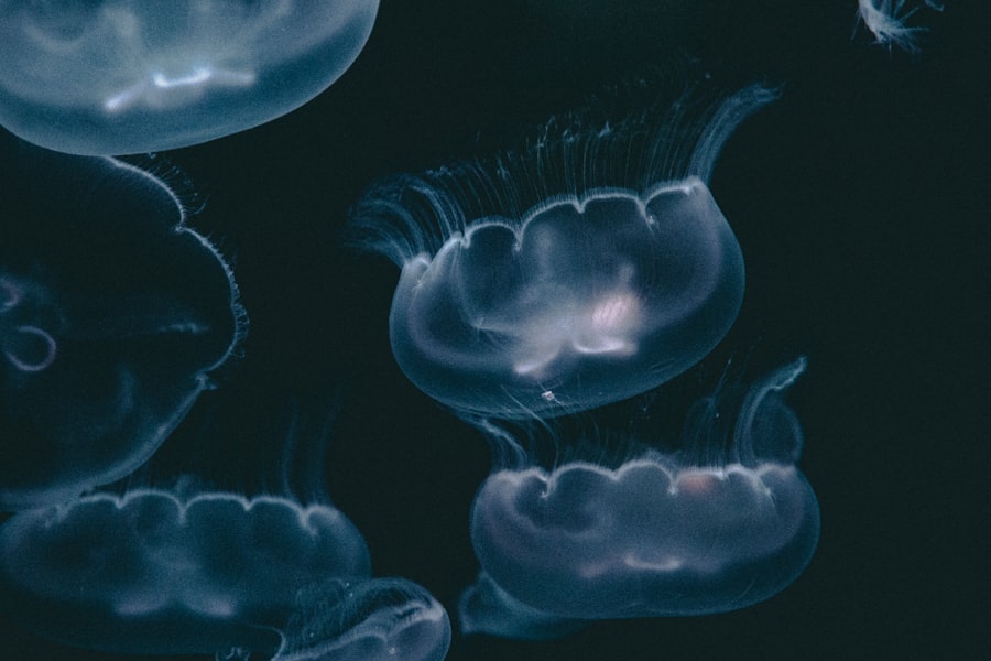 zooplankton