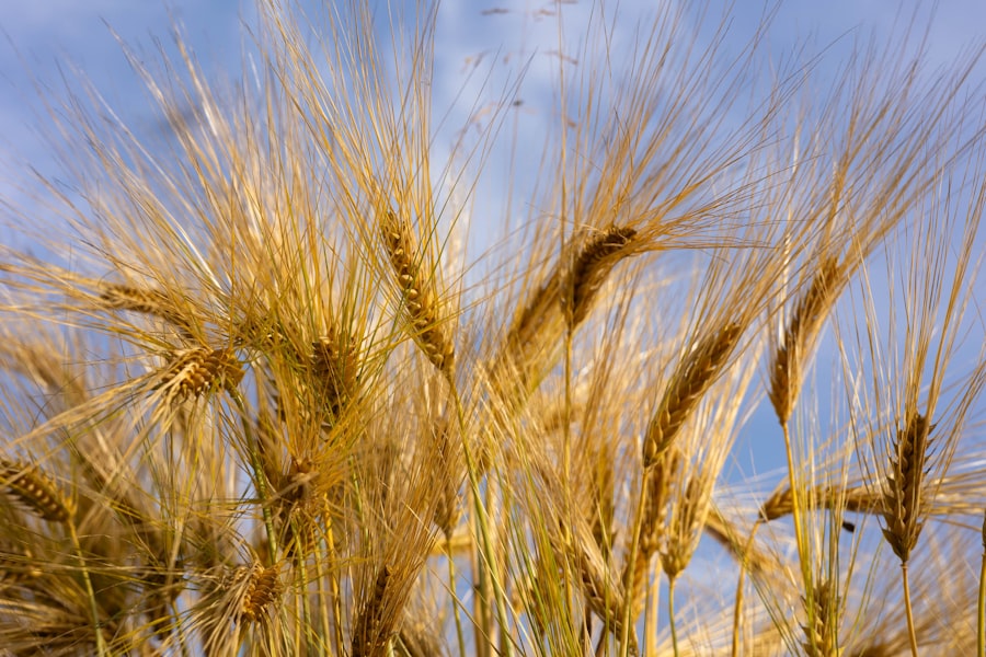 strategic grain reserve rotation schemes