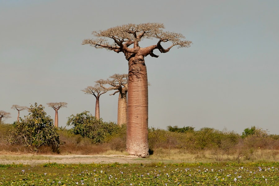 african mantle structure