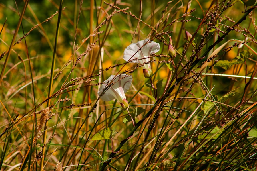 Photo zealandia