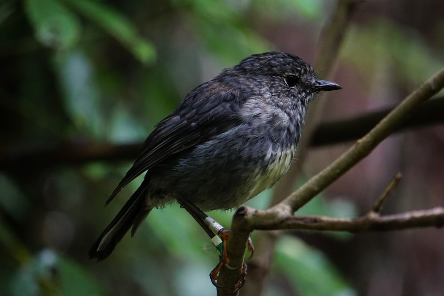 Photo zealandia