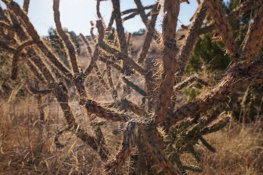 Photo climate adaptation