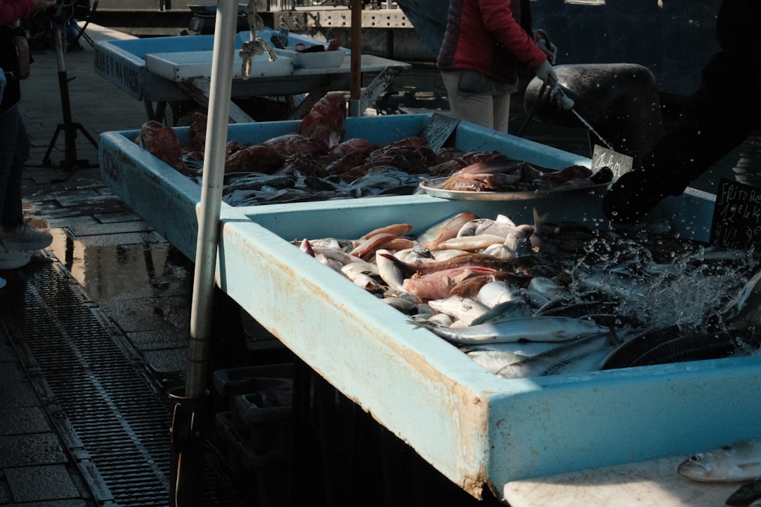Photo amoc collapse fisheries
