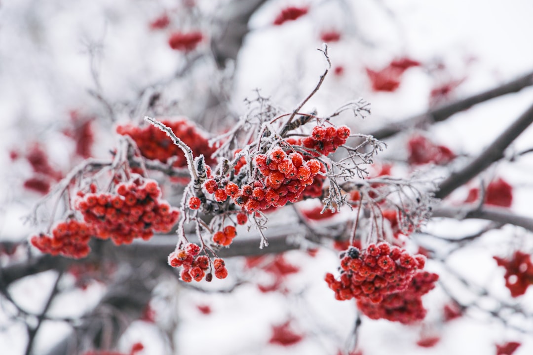 Photo winter freezes