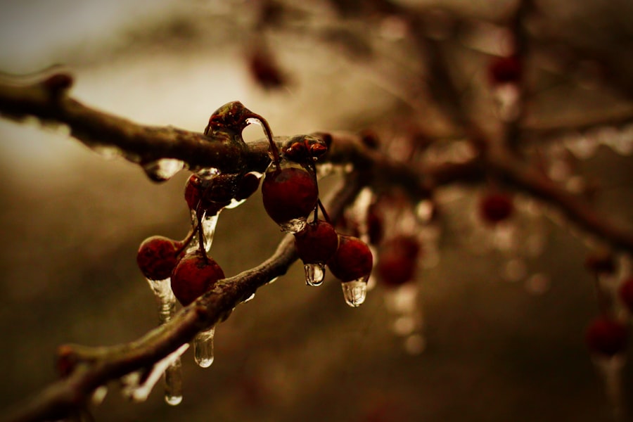 Photo winter freezes