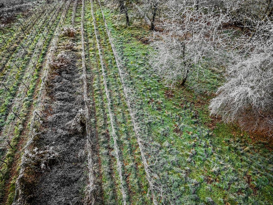 Photo cold hardy crop varieties