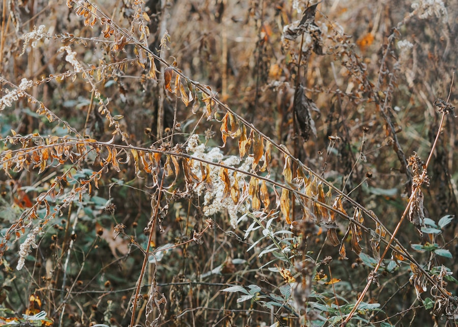 Photo cold hardy crop varieties