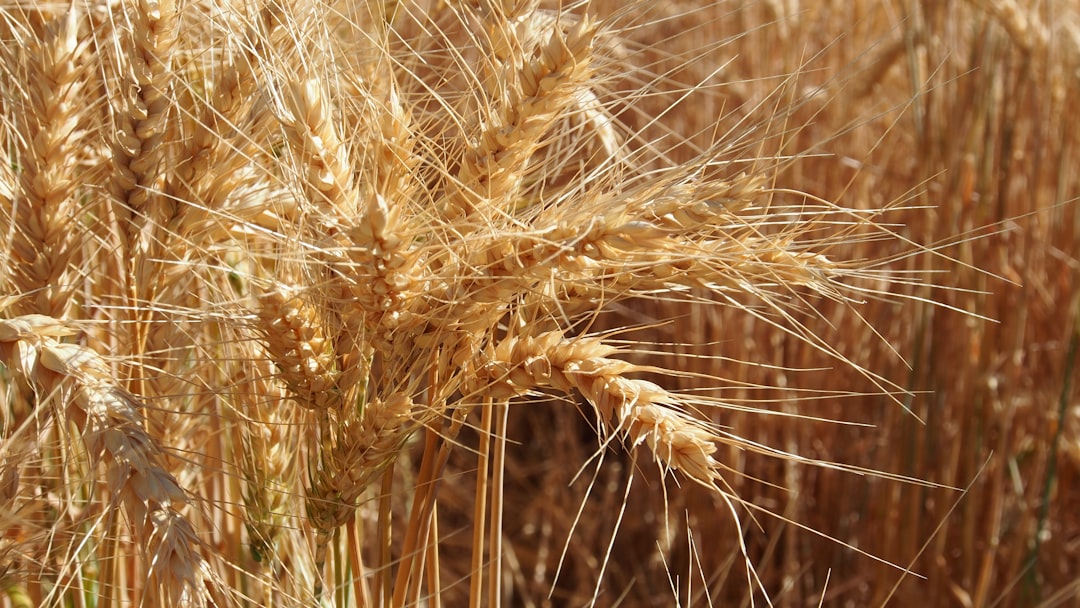 Photo wheat harvest failures
