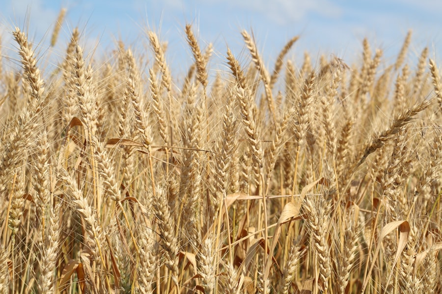 Photo wheat harvest failures